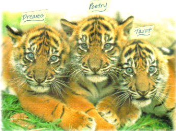 [tigers+3+babies.bmp]