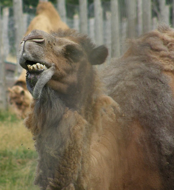 [zoo-camel.jpg]