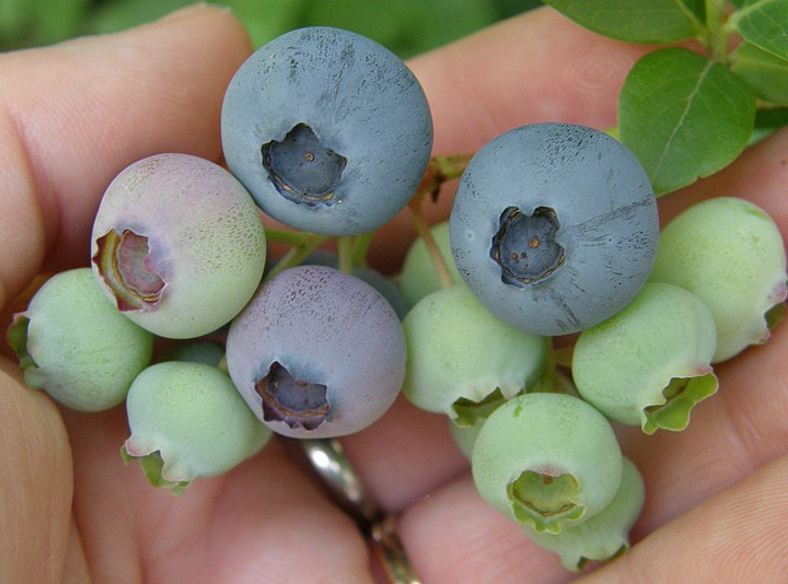 [blueberries.jpg]