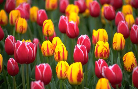[tulip-garden_2282.jpg]