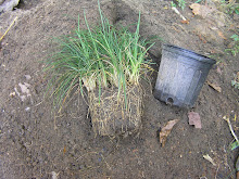Mondo Grass two year old roots