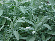 Salvia officinalis-garden sage, common sage