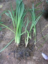 Siberian iris dug up from the stream