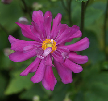 Anemone-Windflower, Pasque Flower