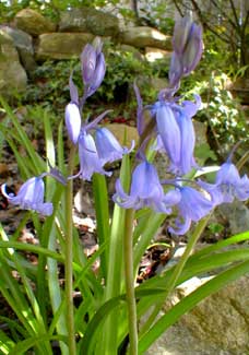 Hyacinthoides nonscripta-Bluebell