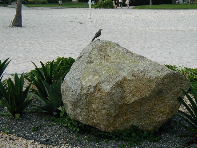 [Mockingbird+sitting+on+stone+Aruba.jpg]