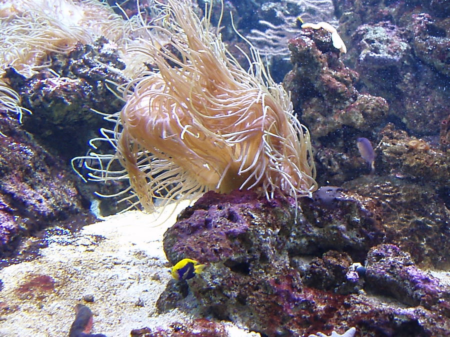 [Sea+anemone3.jpg.JPG]
