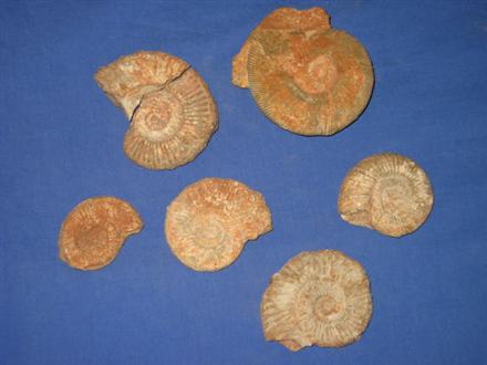 [ammonites2.JPG]