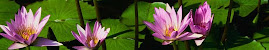 Healing Lotus on the Pond