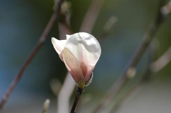 [magnolias.jpg]