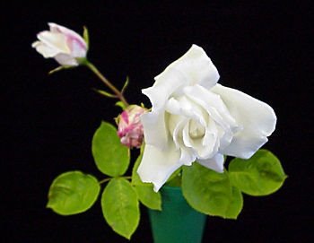 [White+rose.bmp]