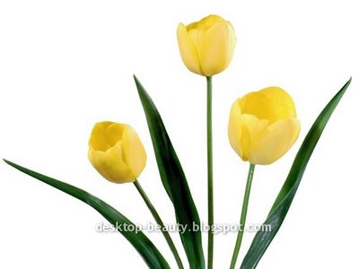 [tulips17.jpg]
