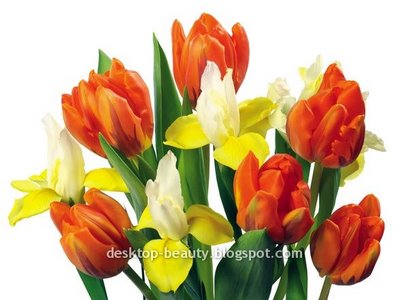 [tulips8.jpg]