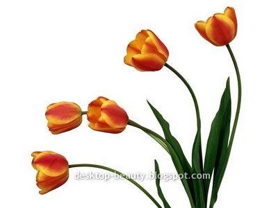 [tulips1.jpg]