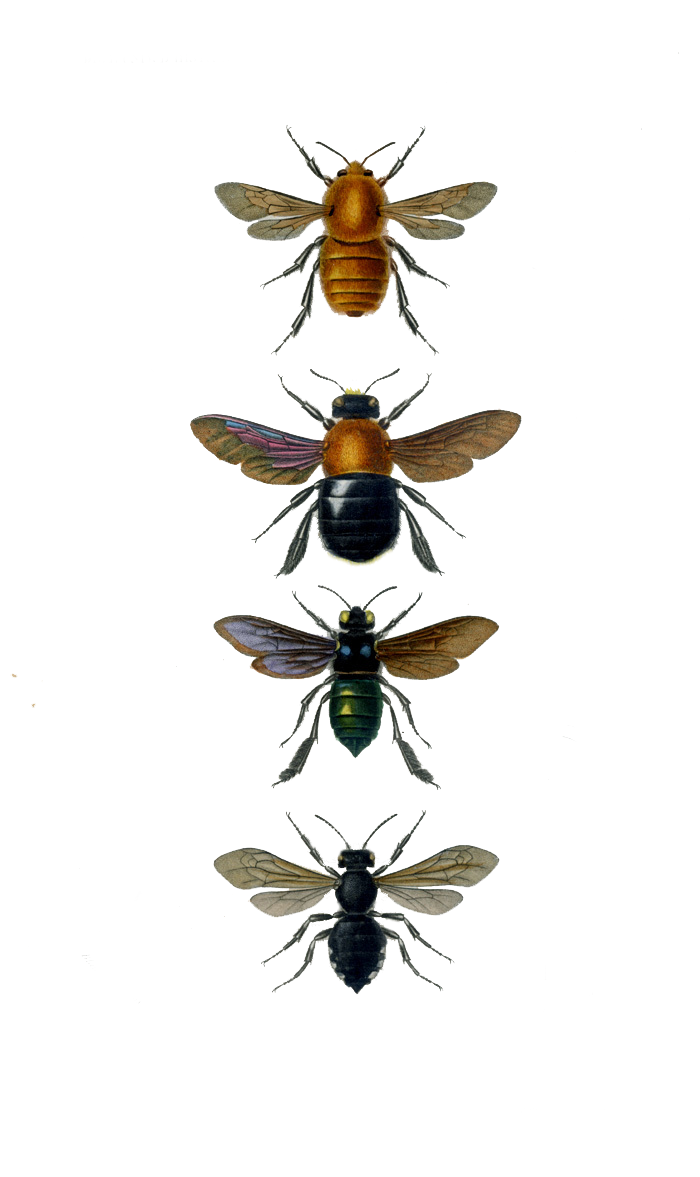 [bees.PNG]