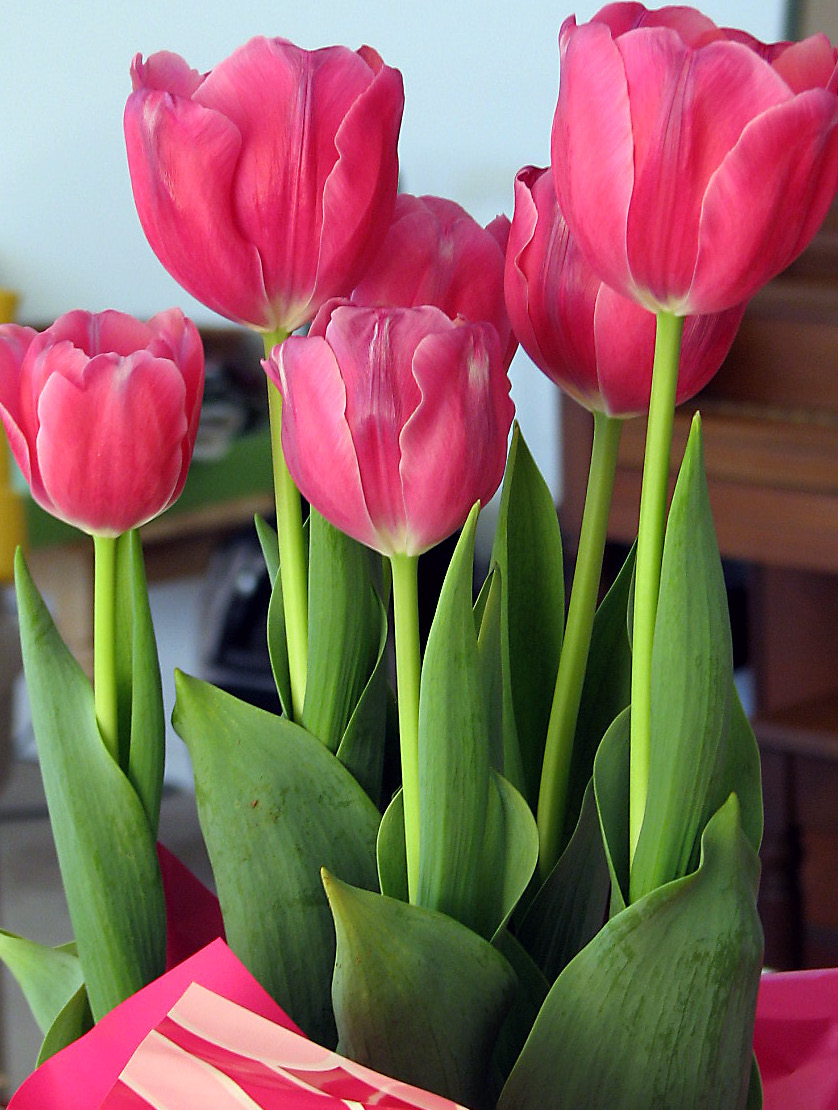 [Tulips.JPG]