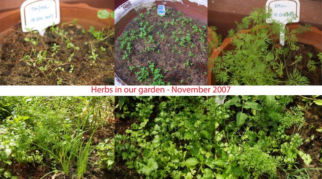 [herbs+in+the+garden-1107.jpg]