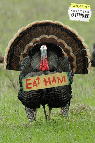 [LO-thanksgiving_humor_eat_ham_turkey-810472.jpg]