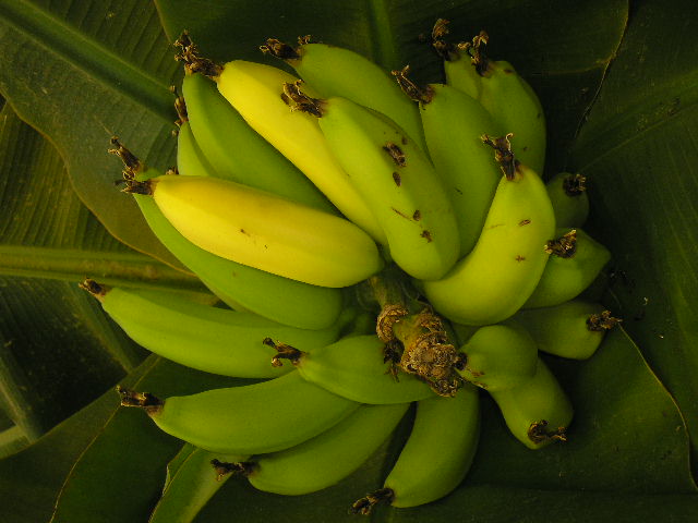 [banana-2-26-7.JPG]