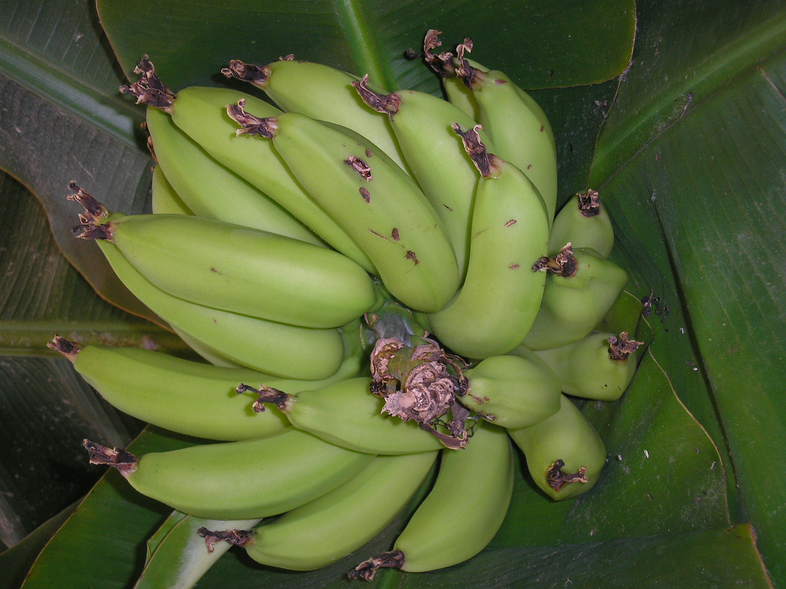 [ferdie-banana+2-20-7.JPG]