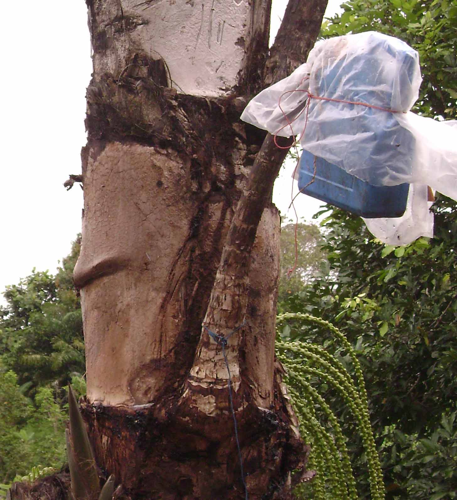 Jerigen plastik untuk menampung nira dari pohon Aren