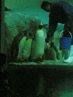 CHUBBY PENGUIN LEH!!! So fortunate to be spoonfed huh?!