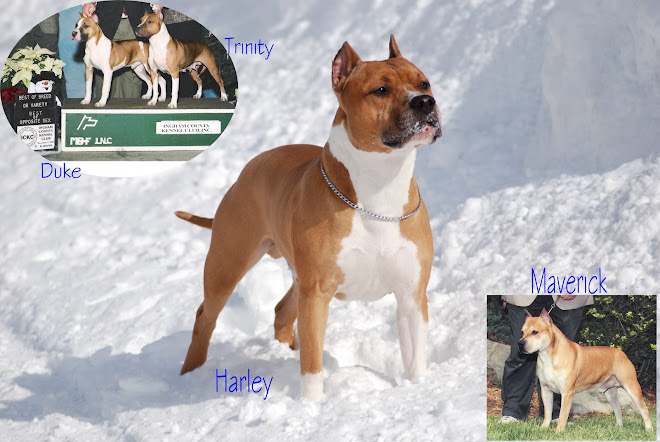 WHIRLWIND KENNELS                        Champion American Staffordshire Terriers