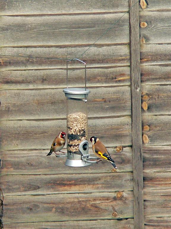 [jan0708goldfinches2+(Large).jpg]