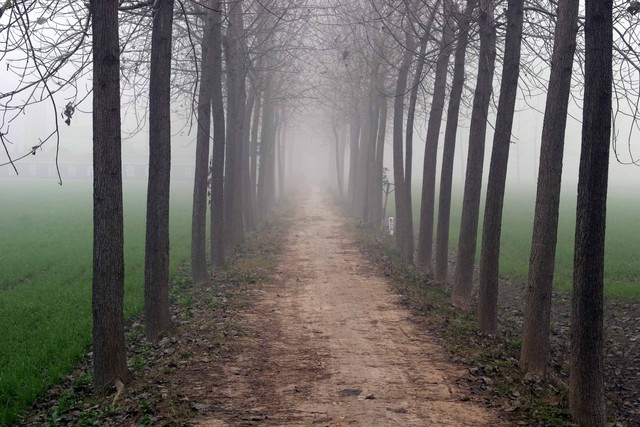 [trees_in_fog_4.sized.jpg]