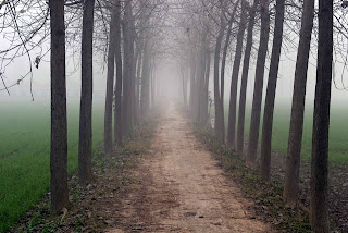 Fog Along A Wooded Trail