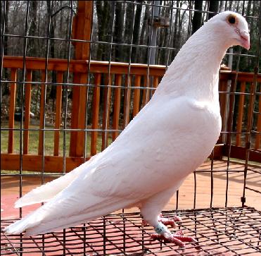 [Melluzzo-white-homing-pigeon.jpg]