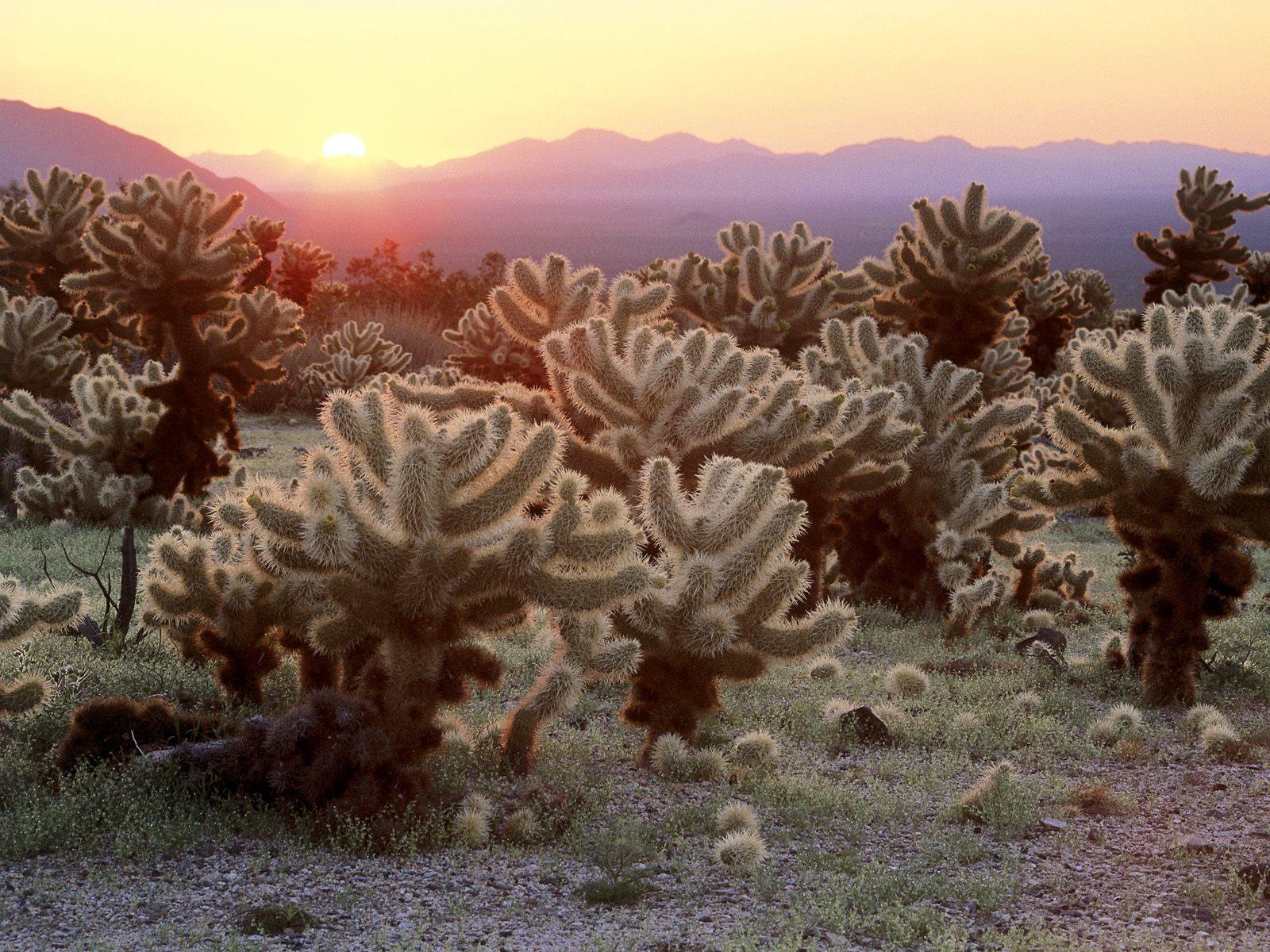 [Cholla+Cacti,+Joshua+Tree+National+Park,+California.jpg]