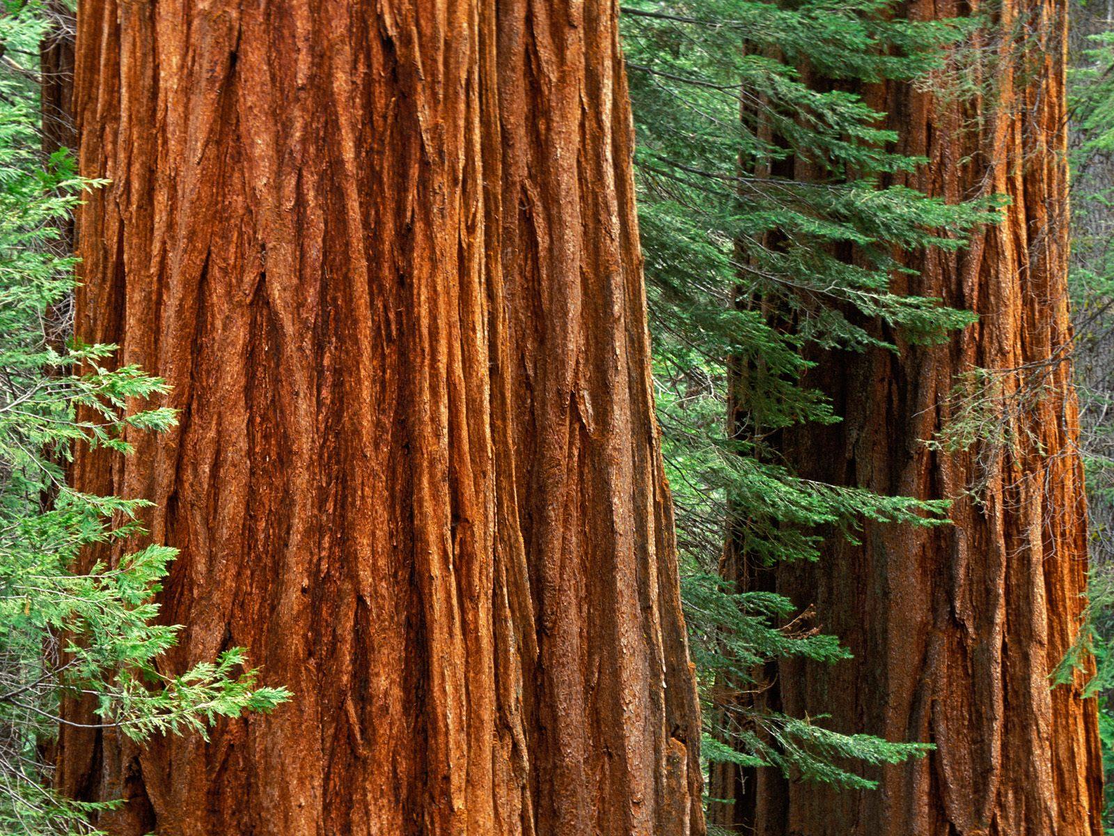 [Giant+Sequoia+Trees,+Mariposa+Grove,+Yosemite+National+Park,+California.jpg]