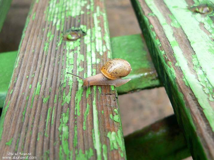 [snail7.jpg]