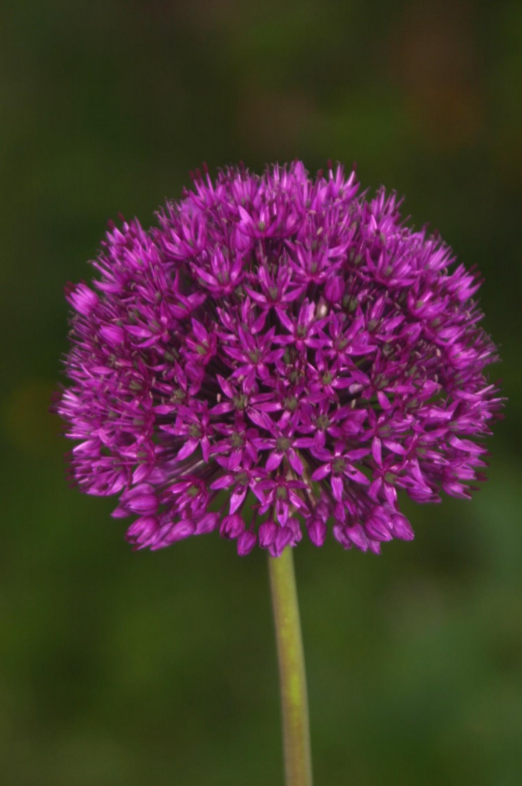 [Fabulous+purple+onion+flower.jpg]