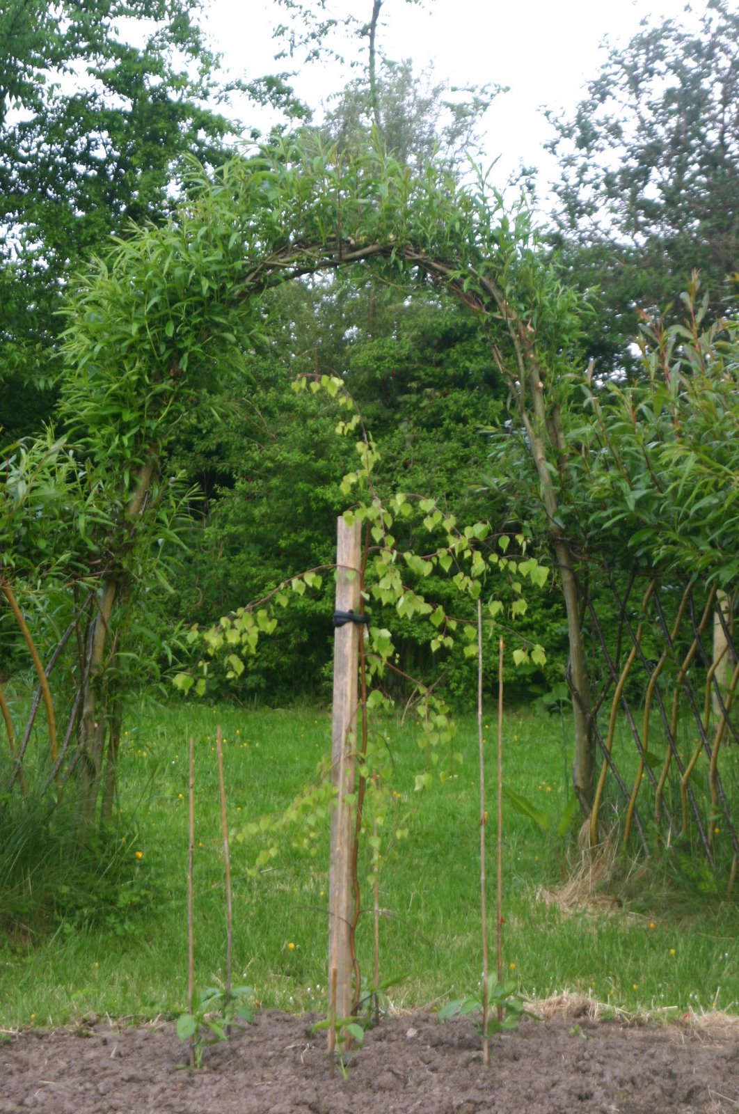 [Willow+Arch,+Weeping+Birch,+Peppers+underneath.jpg]