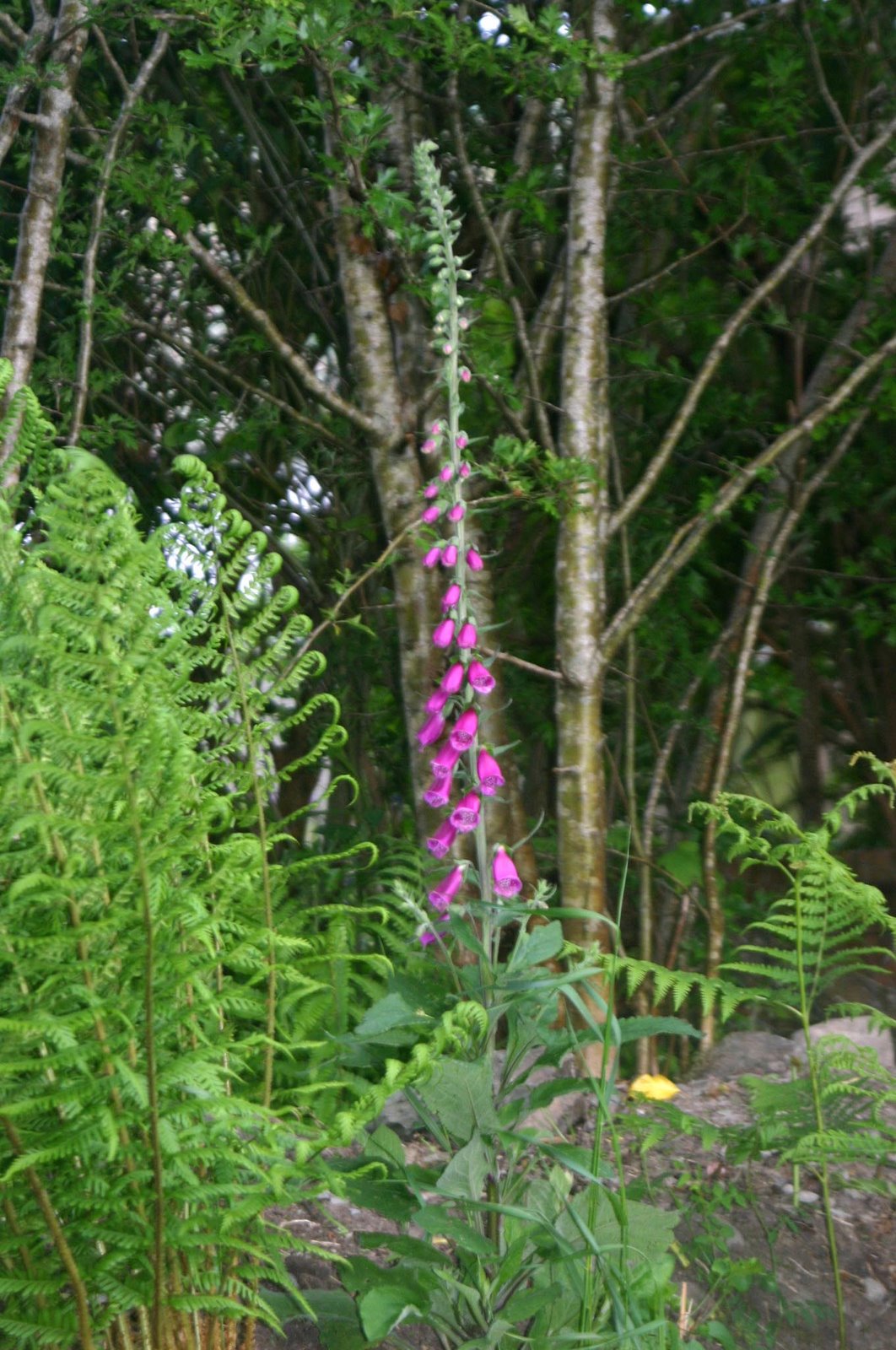 [Foxglove+and+ferns+on+the+orchard+top+bank.jpg]