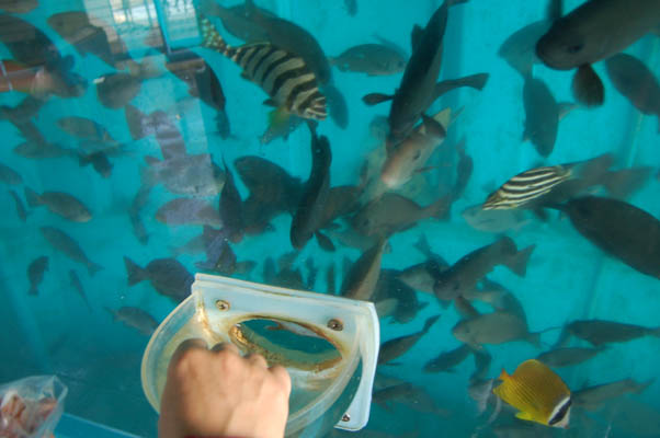 [hand-feeding-fish.JPG]