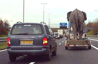 [elephant-on-trailer.jpg]