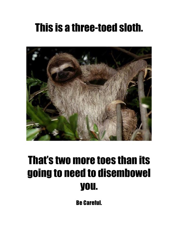 [sloth+copy.jpg]