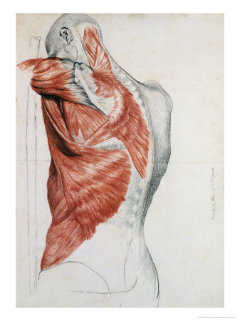 [205738~Anatomia-humana-musculos-del-torso-y-el-hombro.jpg]