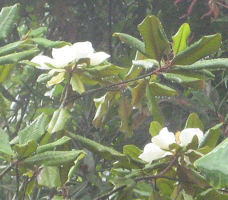 [magnolias,+mdf.jpg]