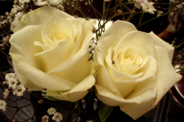 [white+roses.jpg]