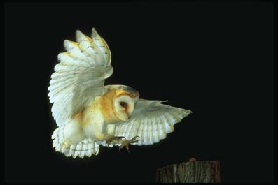 [species-Tyto-alba-6.jpg]