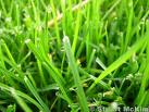 [Grass.jpg]