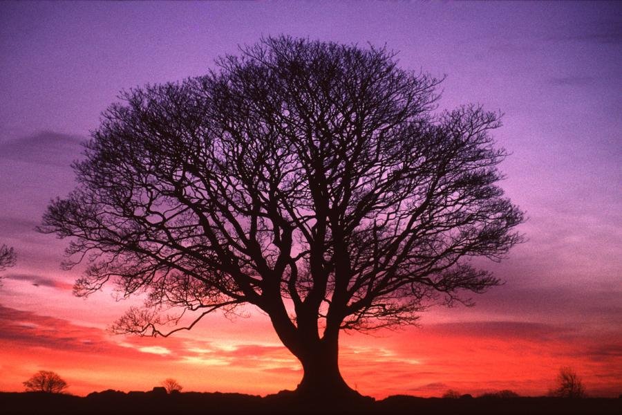 [sunset+tree.bmp]