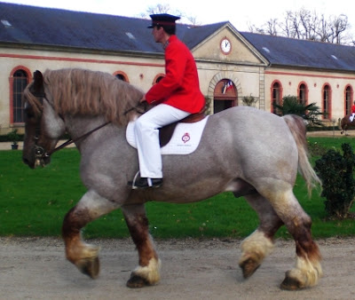 Riding a Breton Horse near Callac