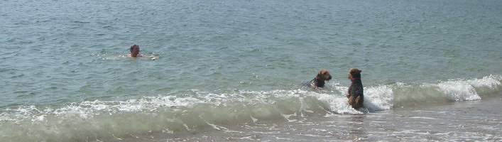 [kate+swimming+with+the+bears+at+Branscombe.jpg]