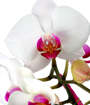 [orchidsbcloseh.jpg]