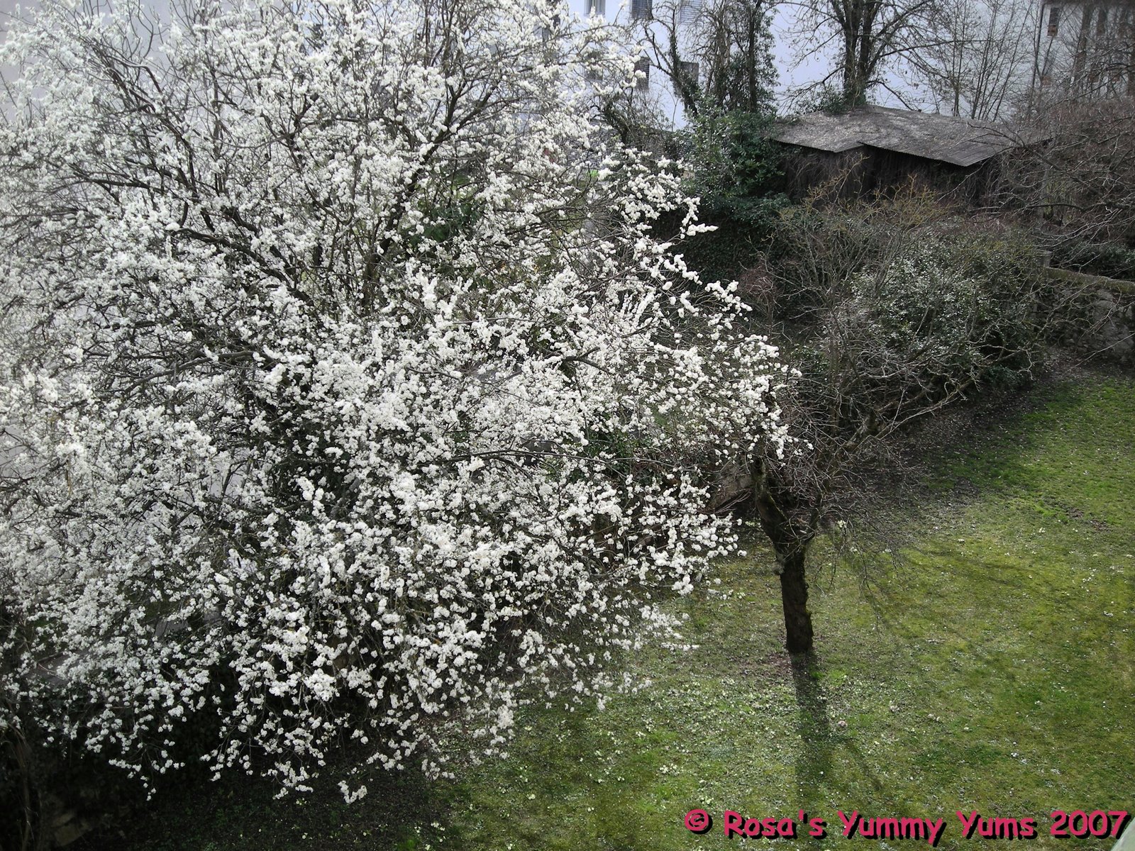[Spring+tree.jpg]